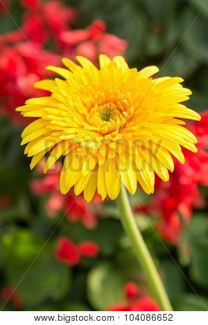 Yellow Gerbera