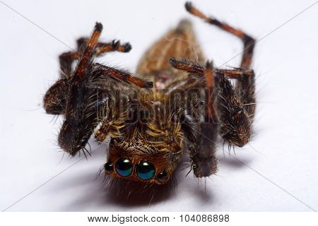 Close-up Of A Jumping Spider.