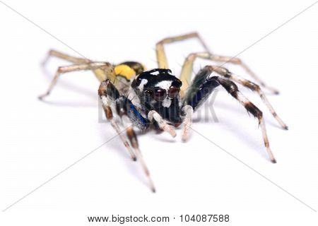 Close-up Of A Jumping Spider.