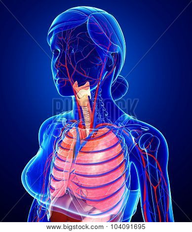 Female Respiratory System Artwork