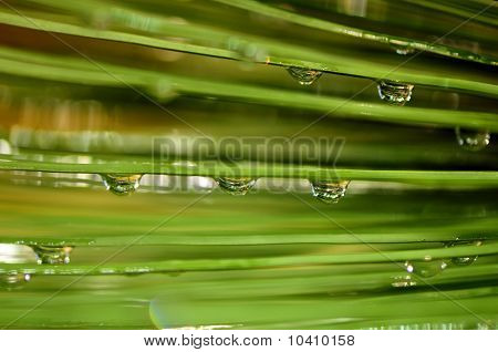 Gocce d'acqua sull'erba
