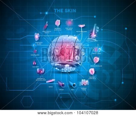 Skin Anatomy Background
