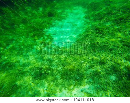 Seaweeds In A Sardinian Sea Floor