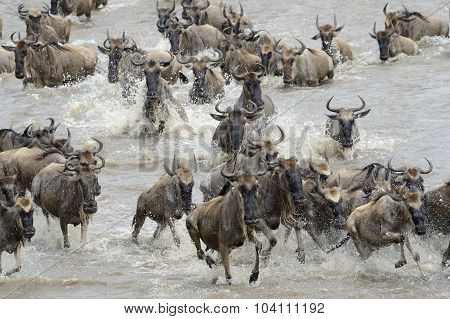 Wildebeest migration
