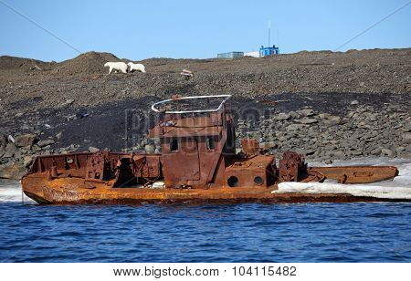 Polar bear survival in Arctic - pollution problems (Female bear with cub walking on polluted coast)