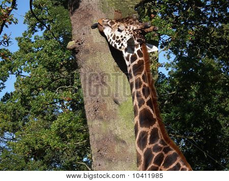 Giraff slickar Barken på träd