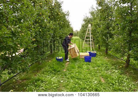 RESEN MACEDONIA. 02 OCTOBER 2015- Man and woman picking apples in the orchard in Resen Macedonia