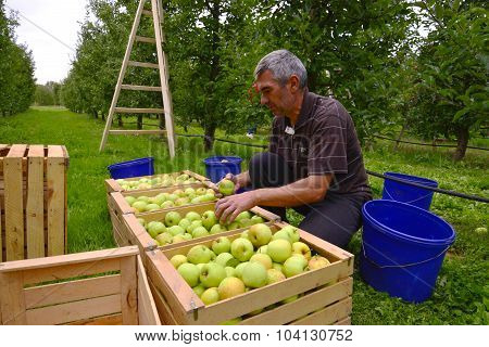 RESEN MACEDONIA. 02 OCTOBER 2015- Man and woman picking apples in the orchard in Resen Macedonia