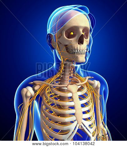 Male Ribcage And Nervous System Artwork