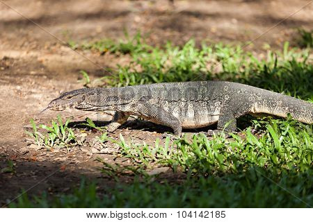 Monitor Lizard