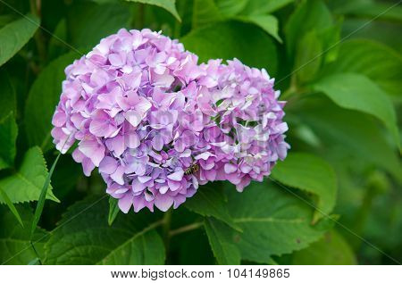 Hydrangea,Big-leaf Hydrangea
