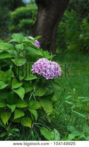 Hydrangea,Big-leaf Hydrangea
