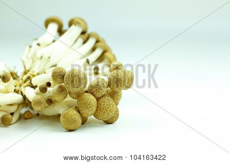 tasty and edible mushrooms with white background