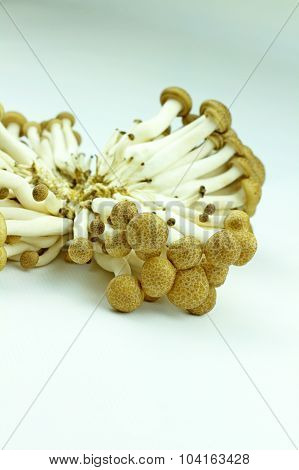 tasty and edible mushrooms with white background