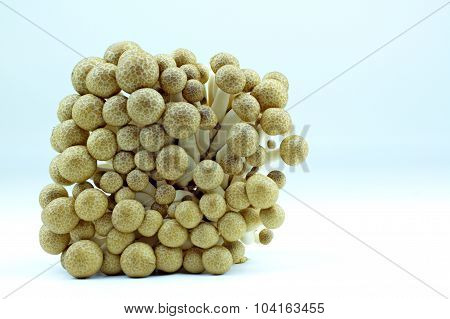 tasty and edible mushrooms with white background