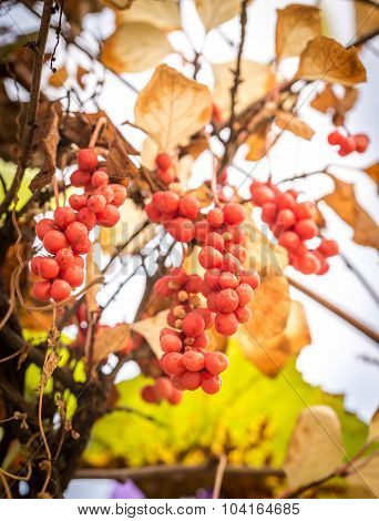 Branch Of Chinese Magnolia Vine Berries