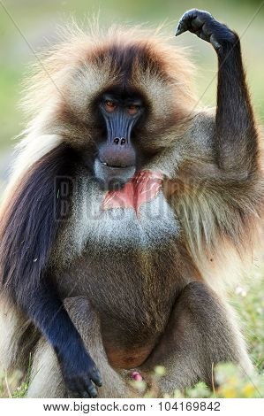 Male Gelada Baboon