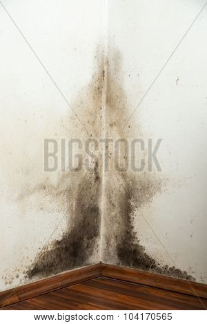 Black Mould