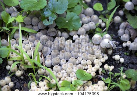 Mushrooms