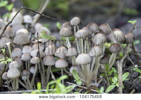 Mushrooms
