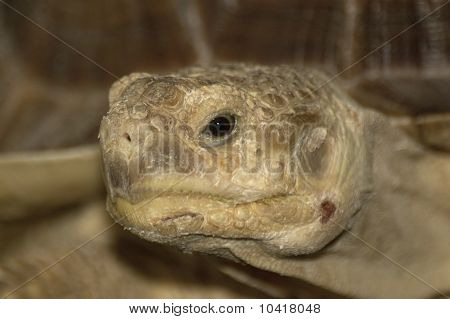 Sulcarta pobídl Tortoies