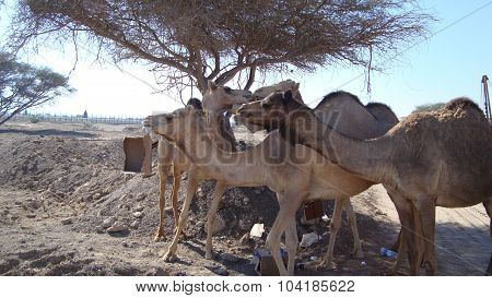 Camels in the desert. Filming of camels during a trip to the Emirates.