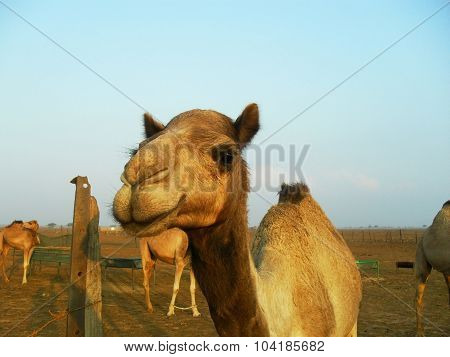 Camels in the desert. Filming of camels during a trip to the Emirates.