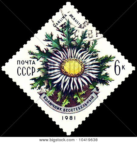 Francobollo vintage. Carlina Acaulis.
