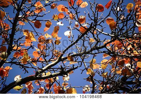 Autumn leaves Pear Tree