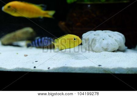 Female Labidochromis caeruleus Yellow
