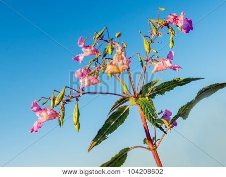 Pink Blooming Himalayan Balsam Against A Blue Sky