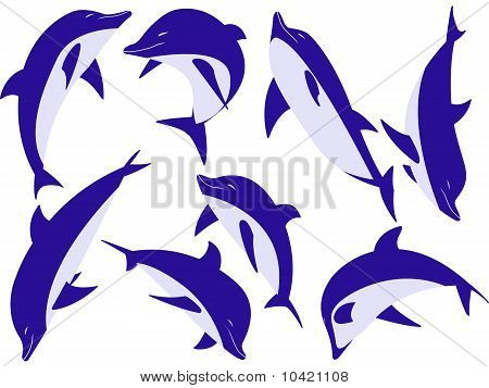 Animali delfini
