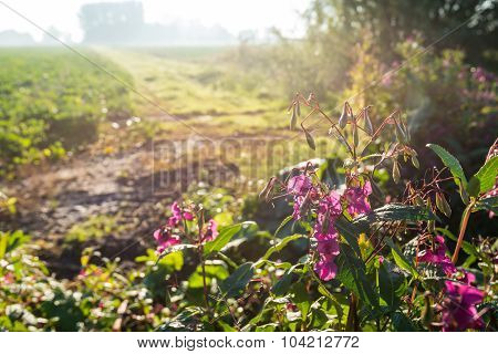 Budding And Pink Blooming Ornamental Jewelweed