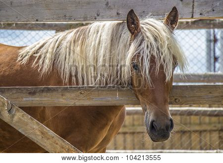 The Horse In The Stall