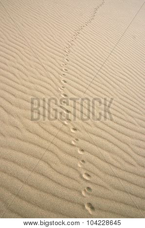 Animal footprints in the sand