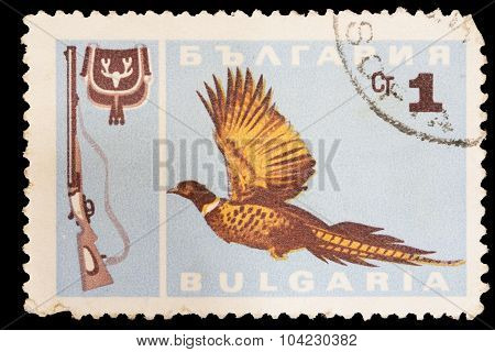 Postage Stamp Printed In Bulgaria Showing A Common Pheasant, Phasianus Colchicus, And A Shotgun