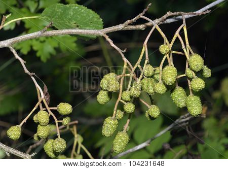Grey Alder Cones