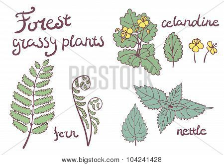 Forest grassy plants set