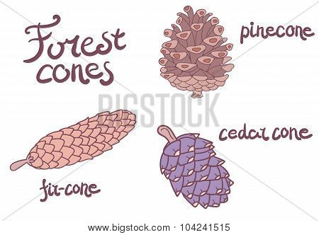 Forest conifer cones set