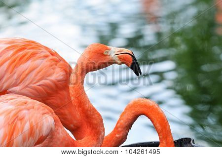 Pink flamingo drinking water from the pool
