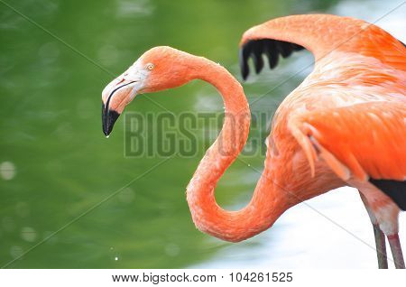 Pink flamingo drinking water from the pool