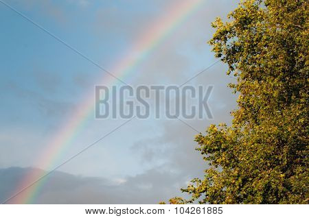 Rainbow and tree