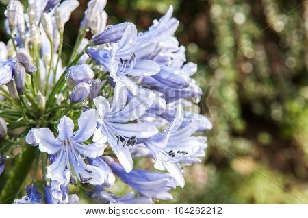 Flowers with dew