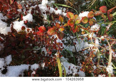 The First Snow On Red Leaves Bush