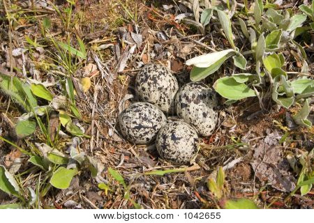 Killdeer yumurta