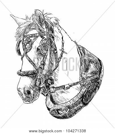 Horse Head
