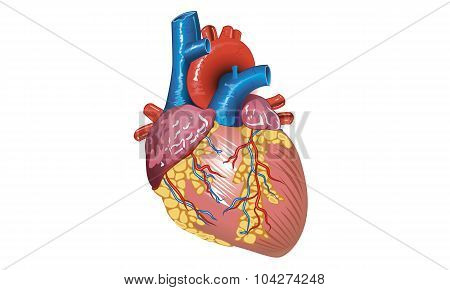 Good For Medical, Non Profit, Brochures And Medical Presentations.