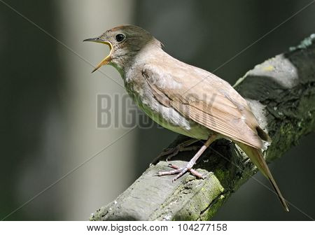 Close View Of Singing Thrush Nightingale
