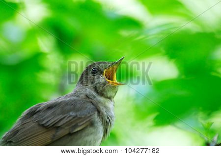 Singing Nightingale Against The Green Leaves Backgound