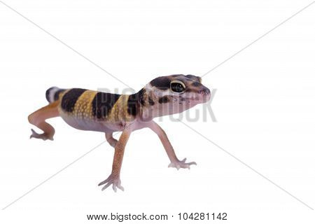 Leopard gecko Eublepharis macularius isolated